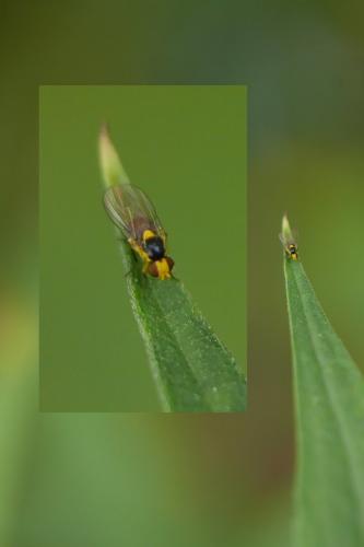 Liriomyza sp.