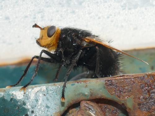 Réf. 290 107 : Tachina grossa