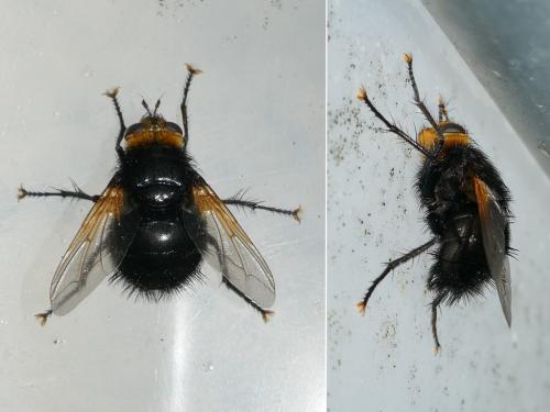 Réf. 290 108 : Tachina grossa