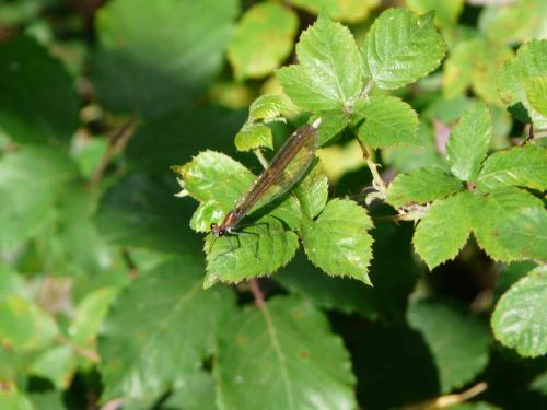 Calopteryx virgo