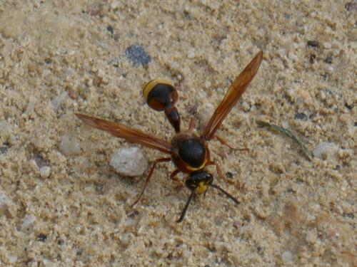 Delta unguiculatum