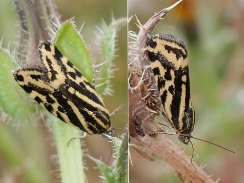 Réf. 290 522 : Acontia trabealis
