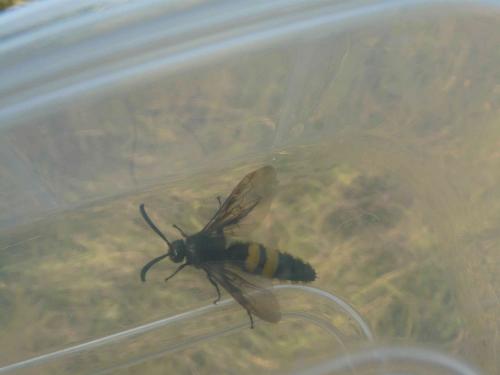 Scolia hirta