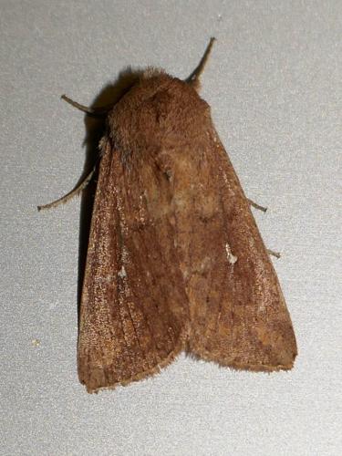 Réf. 290 021 : Mythimna albipuncta