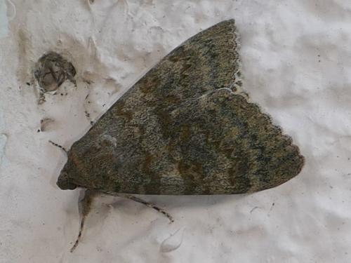 Réf. 290 577 : Catocala elocata