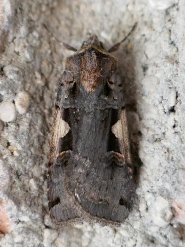 Réf. 290 032 : Xestia c-nigrum