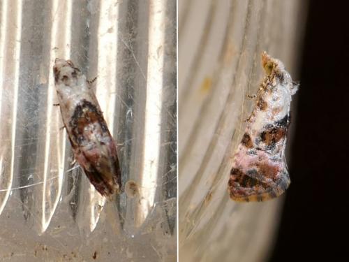 Réf. 290 694 : Cochylis hybridella