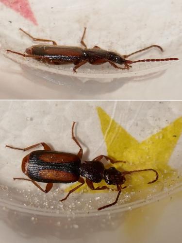 Réf. 290 105 : Polistichus connexus