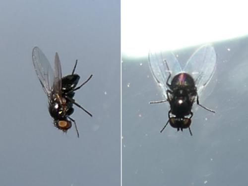 Réf. 290 511 : Agromyzinae inconnu