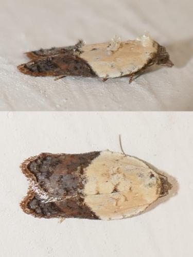 Réf. 290 373 : Acleris variegana
