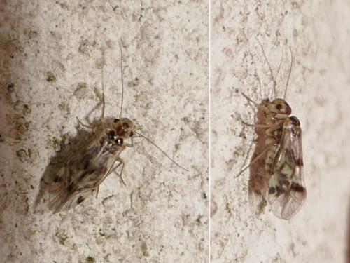Réf. 290 635 : Blaste quadrimaculata