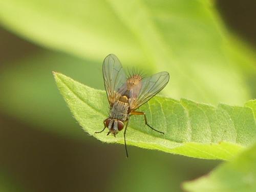 Solieria sp.