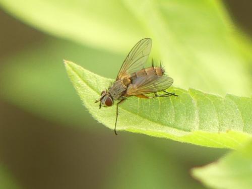 Réf. 290 036 : Solieria sp.