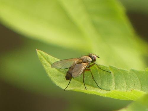 Réf. 290 037 : Solieria sp.