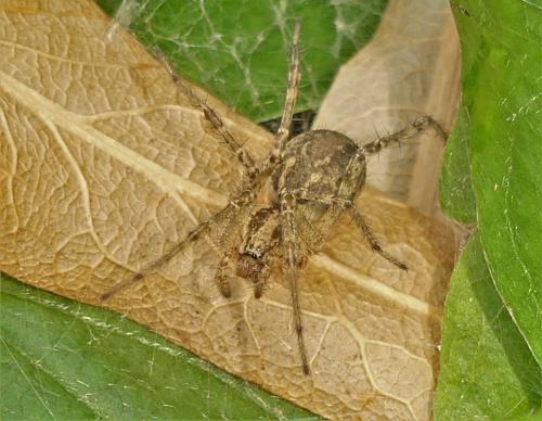 Allagelena gracilens