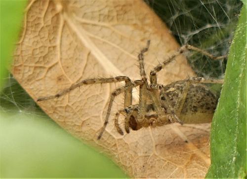 Réf. 290 244 : Allagelena gracilens