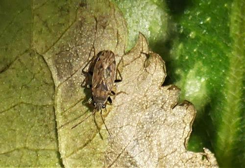 Peritrechus sp.
