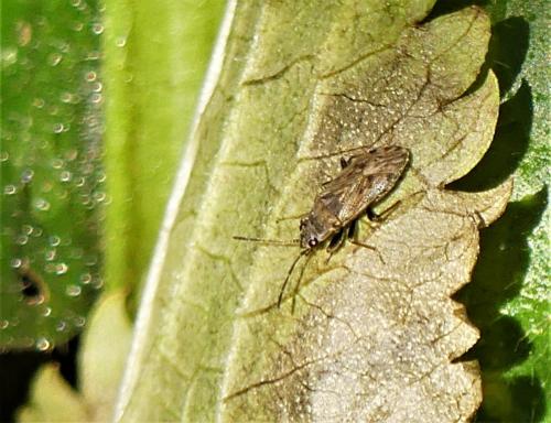 Réf. 290 271 : Peritrechus sp.
