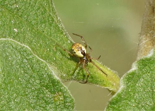 Anelosimus_sl sp.