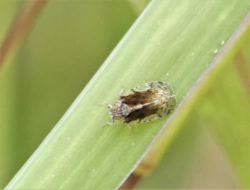 Cixius sp.