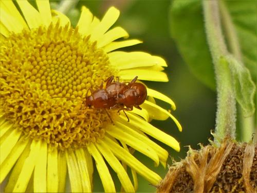 Réf. 290 643 : Neocrepidodera sp.