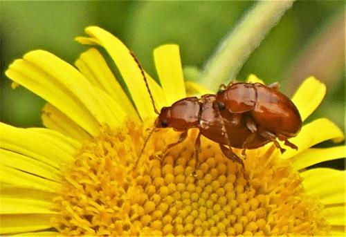 Réf. 290 642 : Neocrepidodera sp.