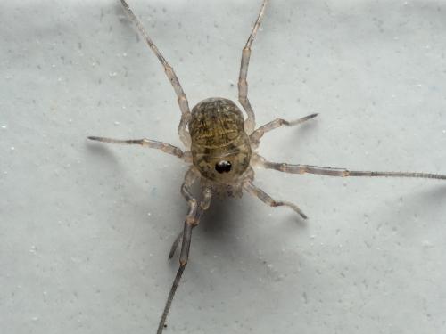 Oligolophinae