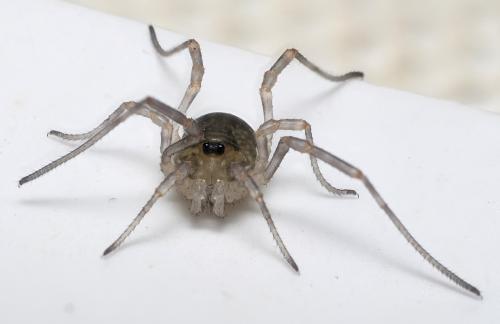 Oligolophinae