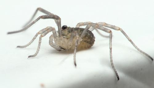Oligolophinae