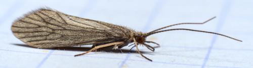 Réf. 290 460 : Tinodes waeneri