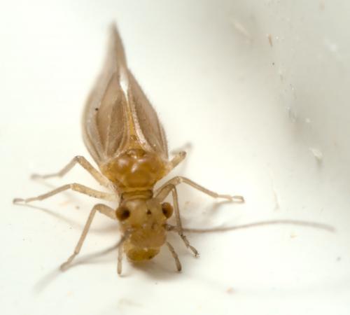 Réf. 290 220 : Valenzuela burmeisteri