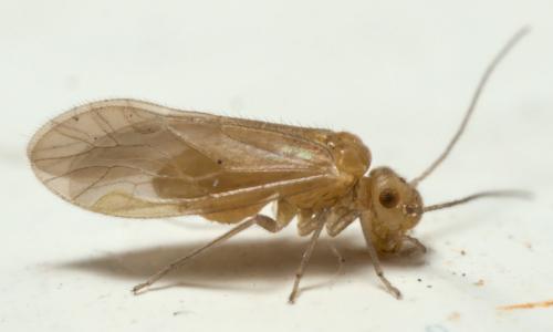 Valenzuela burmeisteri