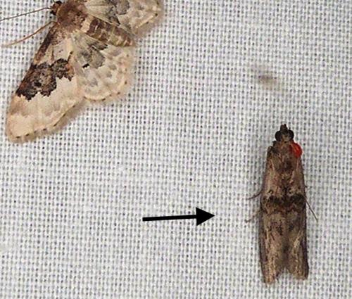 Réf. 290 551 : Nephopterix angustella