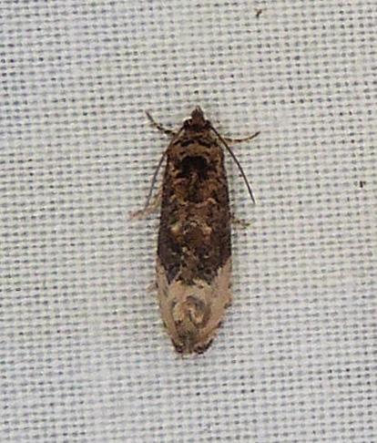 Olethreutini
