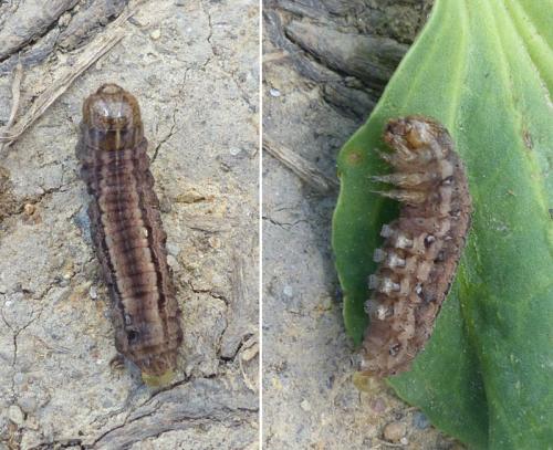 Réf. 290 247 : Mythimna sp.