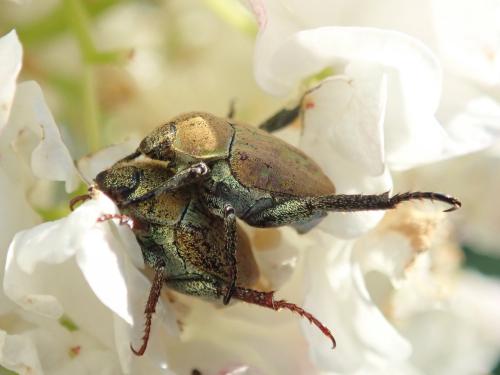 Réf. 290 316 : Hoplia argentea
