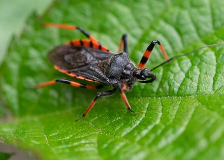 Rhynocoris annulatus