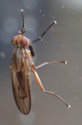 Pherbellia cinerella