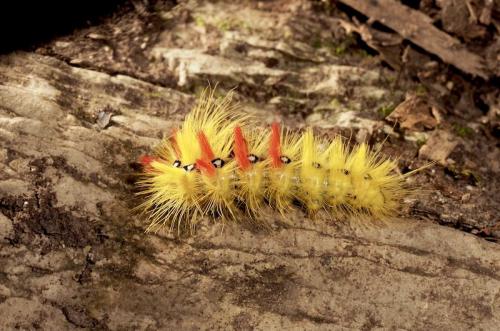Réf. 290 580 : Acronicta aceris