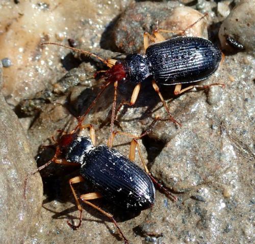 Réf. 290 402 : Nebria picicornis