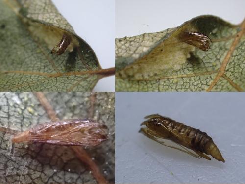 Réf. 290 689 : Phyllonorycter ulmifoliella