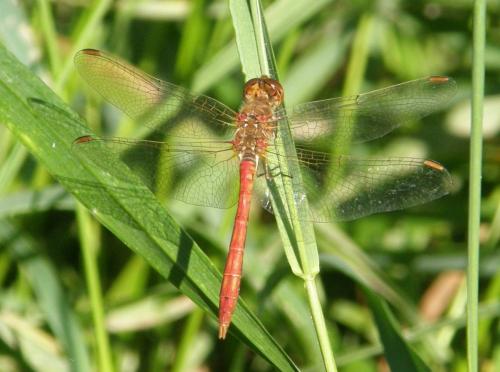 Réf. 290 260 : Sympetrum meridionale