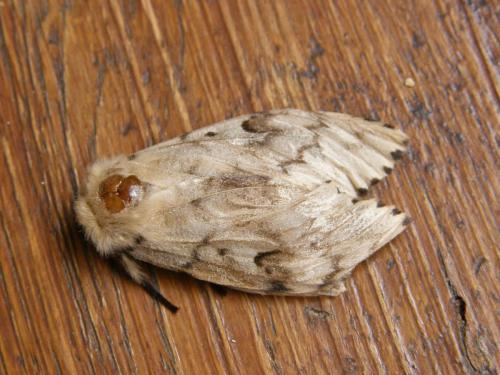 Réf. 290 339 : Lymantria dispar