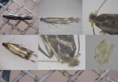 Bucculatrix nigricomella