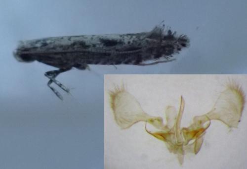 Parornix finitimella