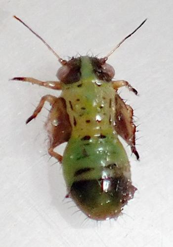 Arytaina genistae