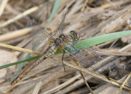 Réf. 290 393 : Sympetrum sanguineum