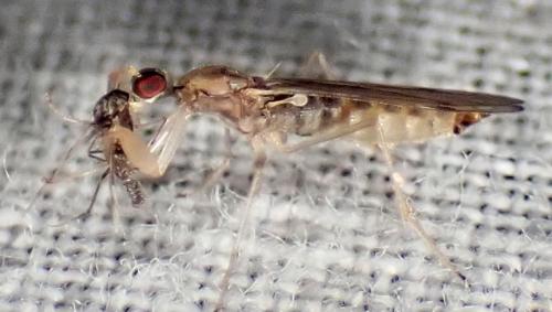 Chelifera sp.