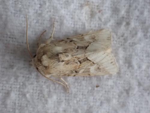Réf. 290 508 : Luperina dumerilii