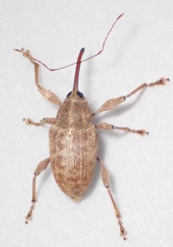Curculio elephas